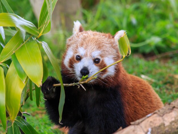 Whipsnade Zoo London Zoo's out of town park, complete with red pandas