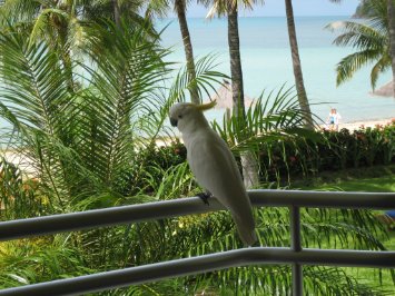 100_0313 Sulphur Crested Cockatoo