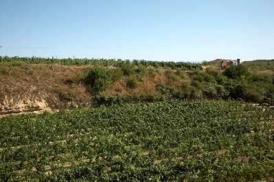 IMG_2273 Wine in progress