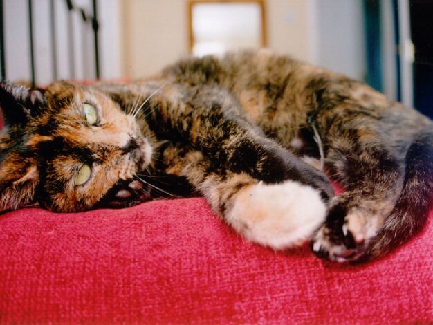 Pickle The world's most spoilt Tortoiseshell cat, Pickle!